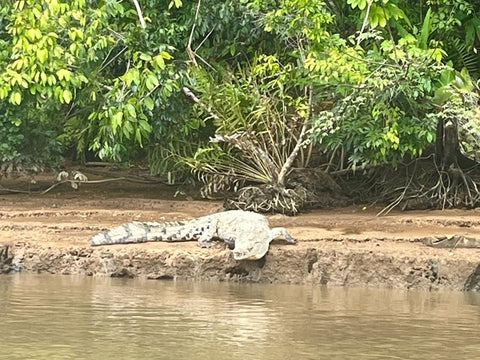 Crocodile River Safari
