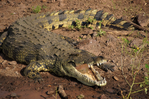 Crocodile River Safari