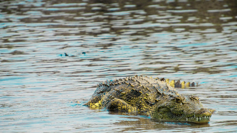 Crocodile River Safari