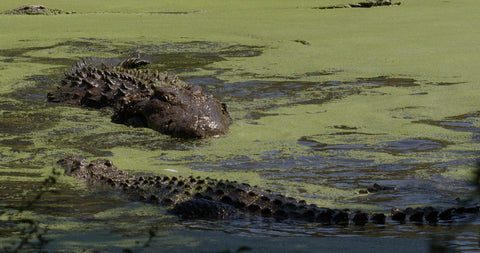 Crocodile River Safari