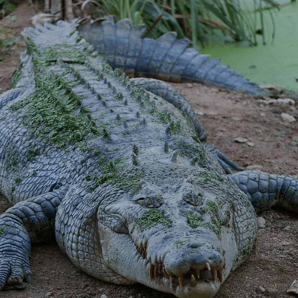 Crocodile River Safari – jacoluxe