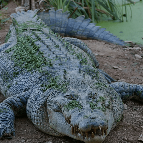 Crocodile River Safari