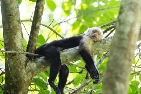 Monkey Mangrove Tour