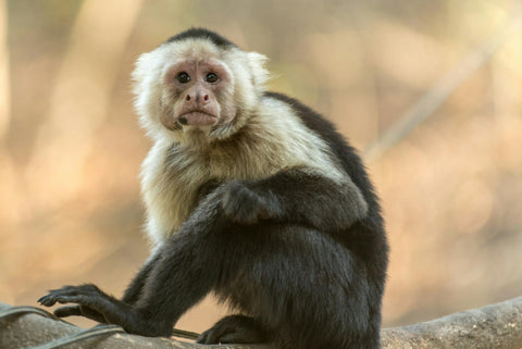 Monkey Mangrove Tour