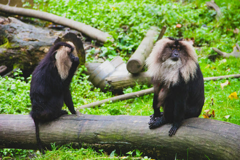 Monkey Mangrove Tour
