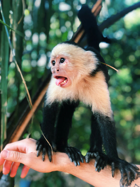 Monkey Mangrove Tour
