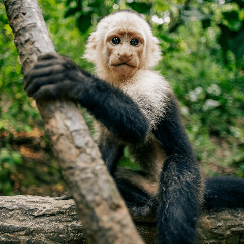 Monkey Mangrove Tour
