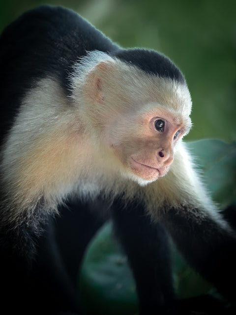 Manuel Antonio National Park