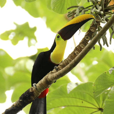 Manuel Antonio National Park